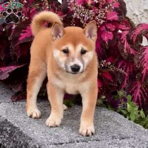 Adele, Shiba Inu Puppy